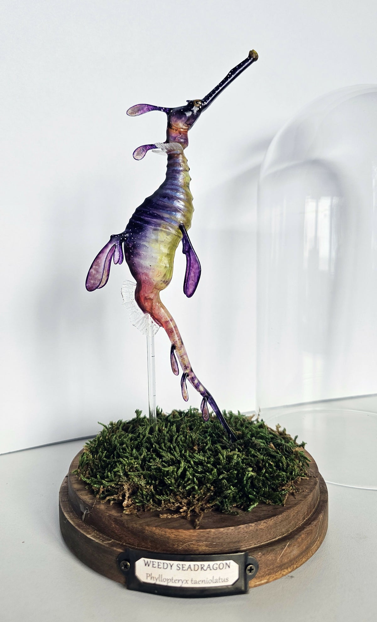 Irony Specimens: Weedy Seadragon