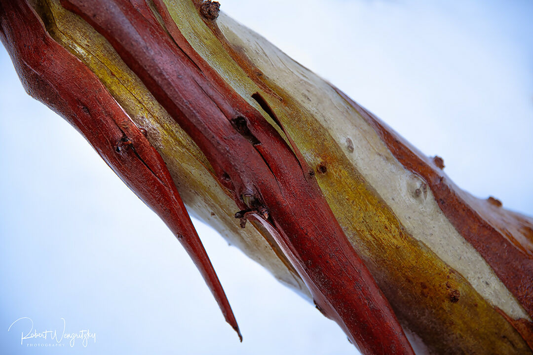 Snowgum