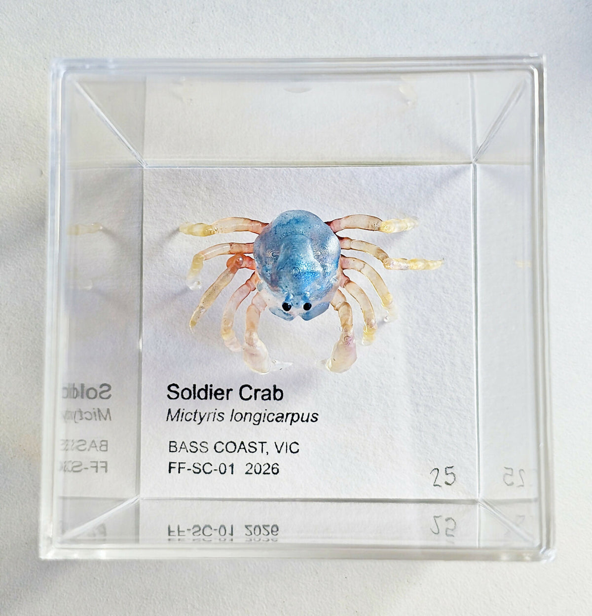 Soldier Crab Specimen