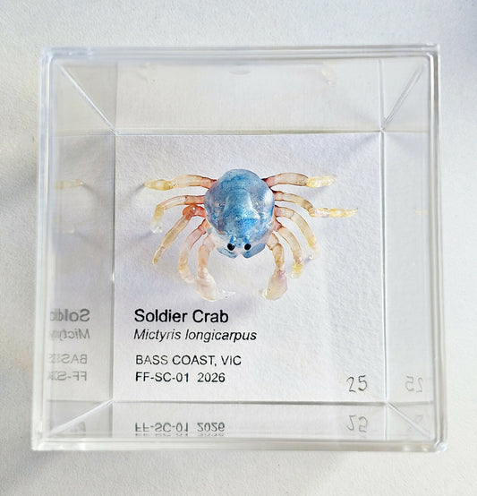 Soldier Crab Specimen