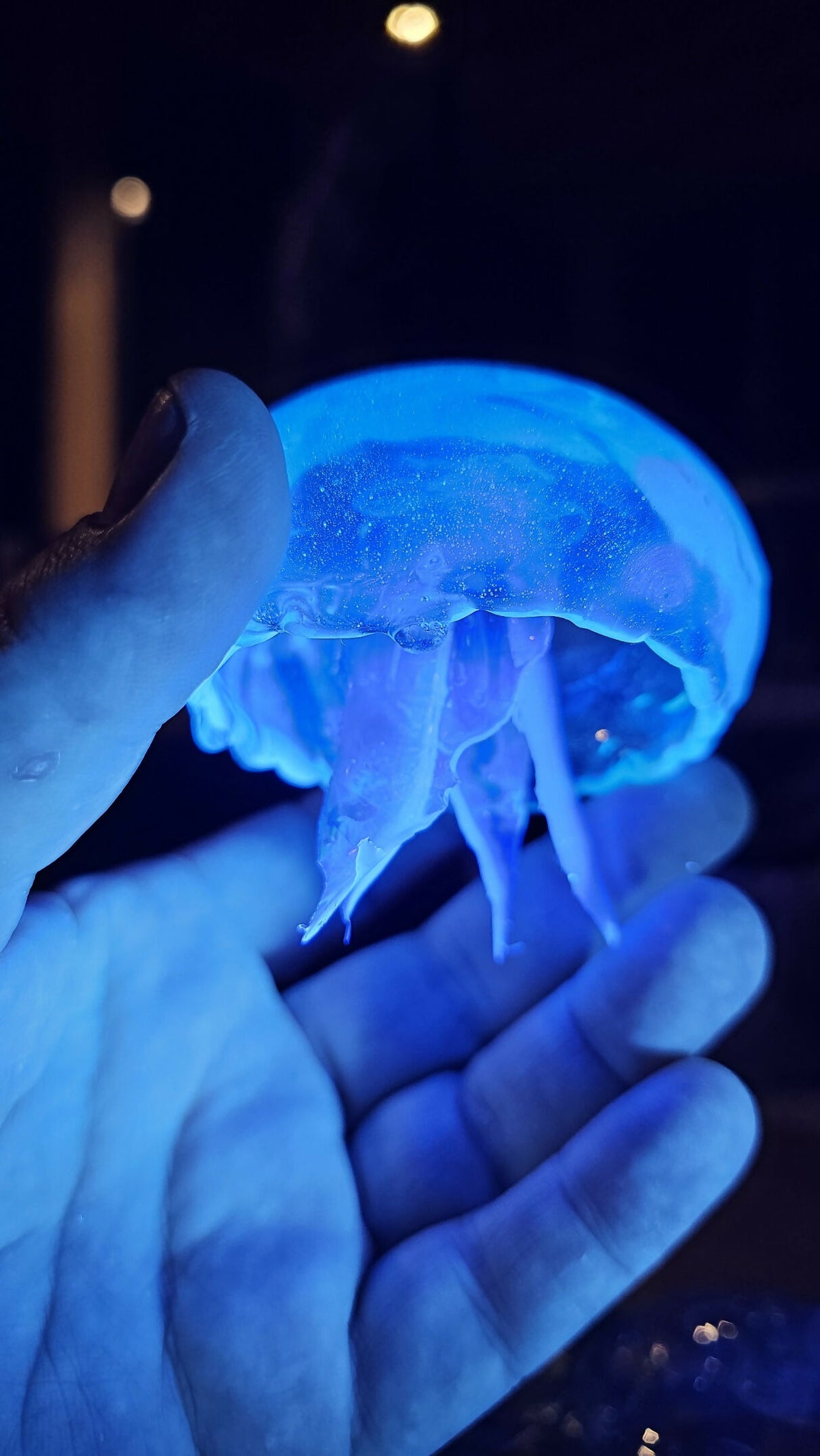 Irony Specimens: Moon Jellyfish, Edition 5/8