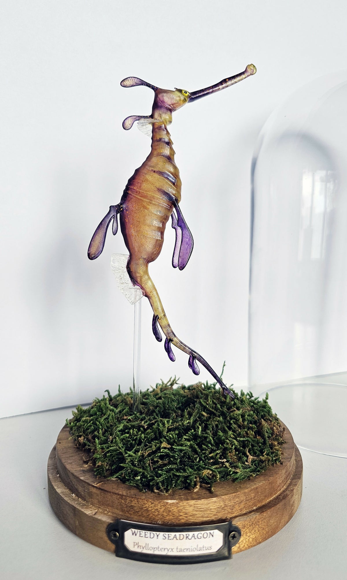 Irony Specimens: Weedy Seadragon
