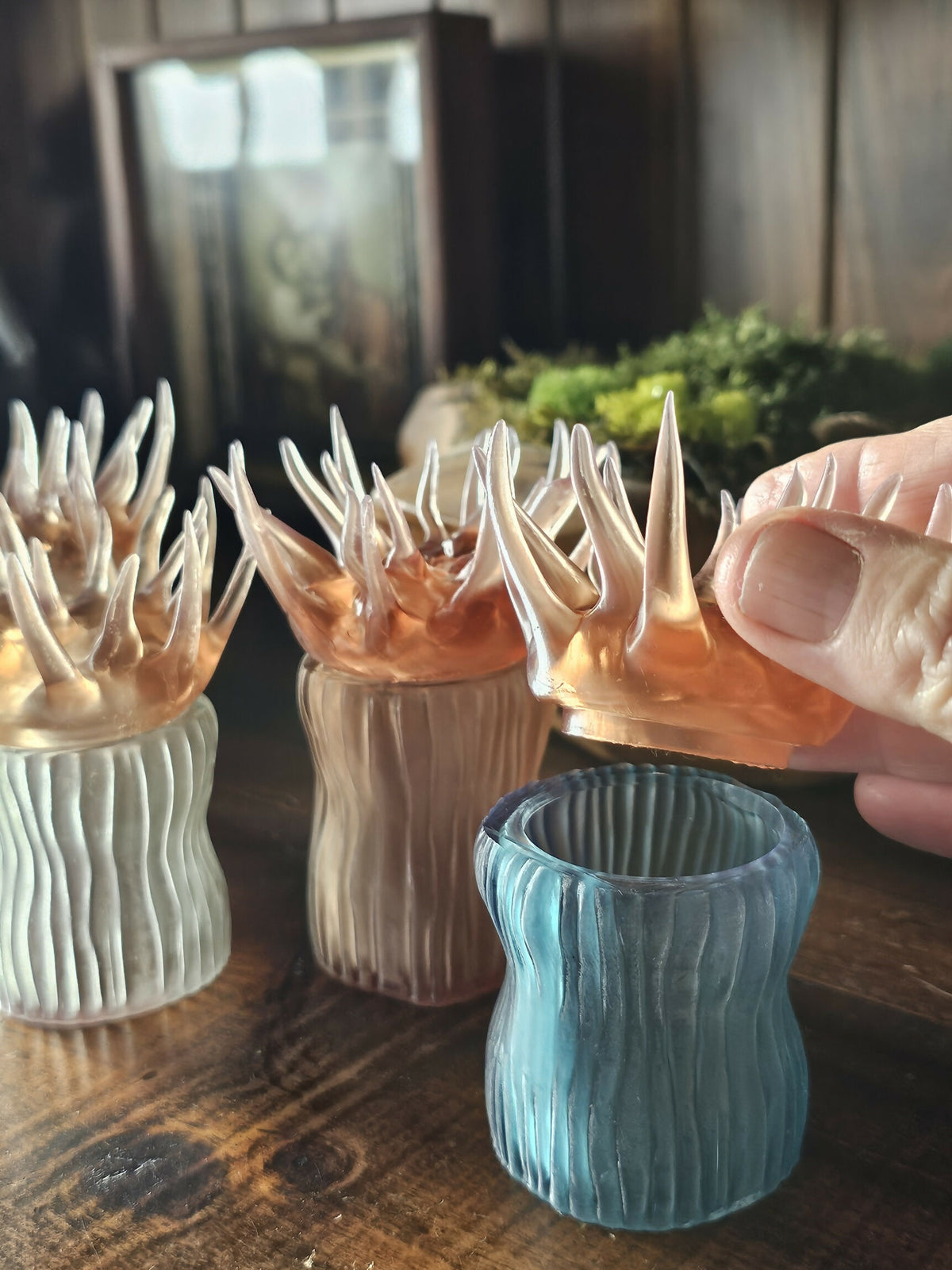Sea Anemone pots