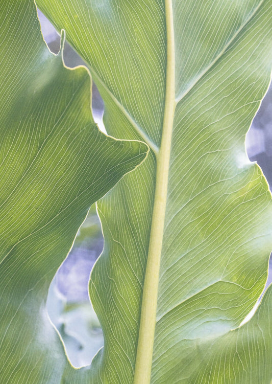 The Lightness of being a Leaf 01