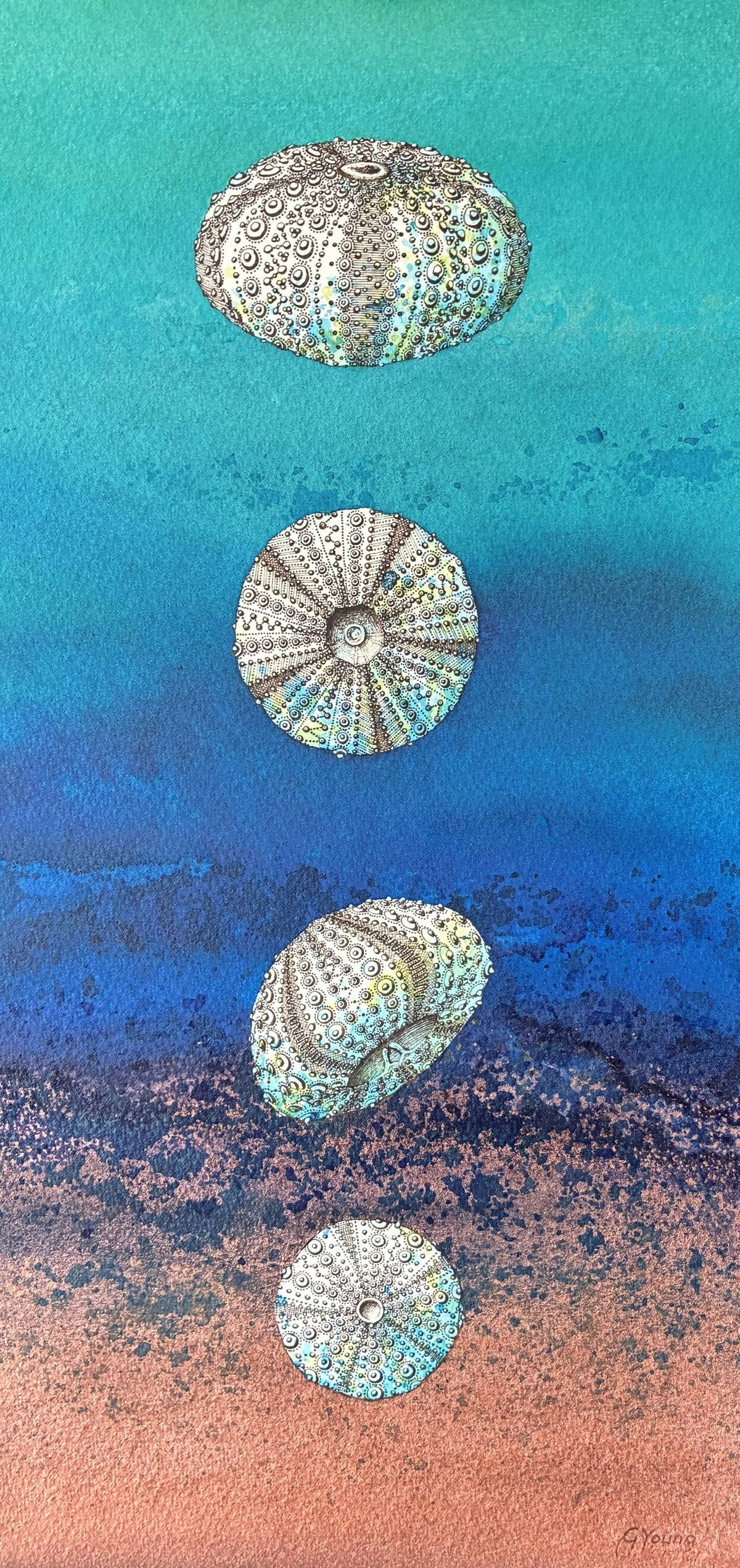 Summer Sea Urchins