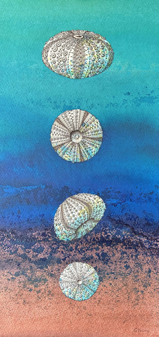 Summer Sea Urchins