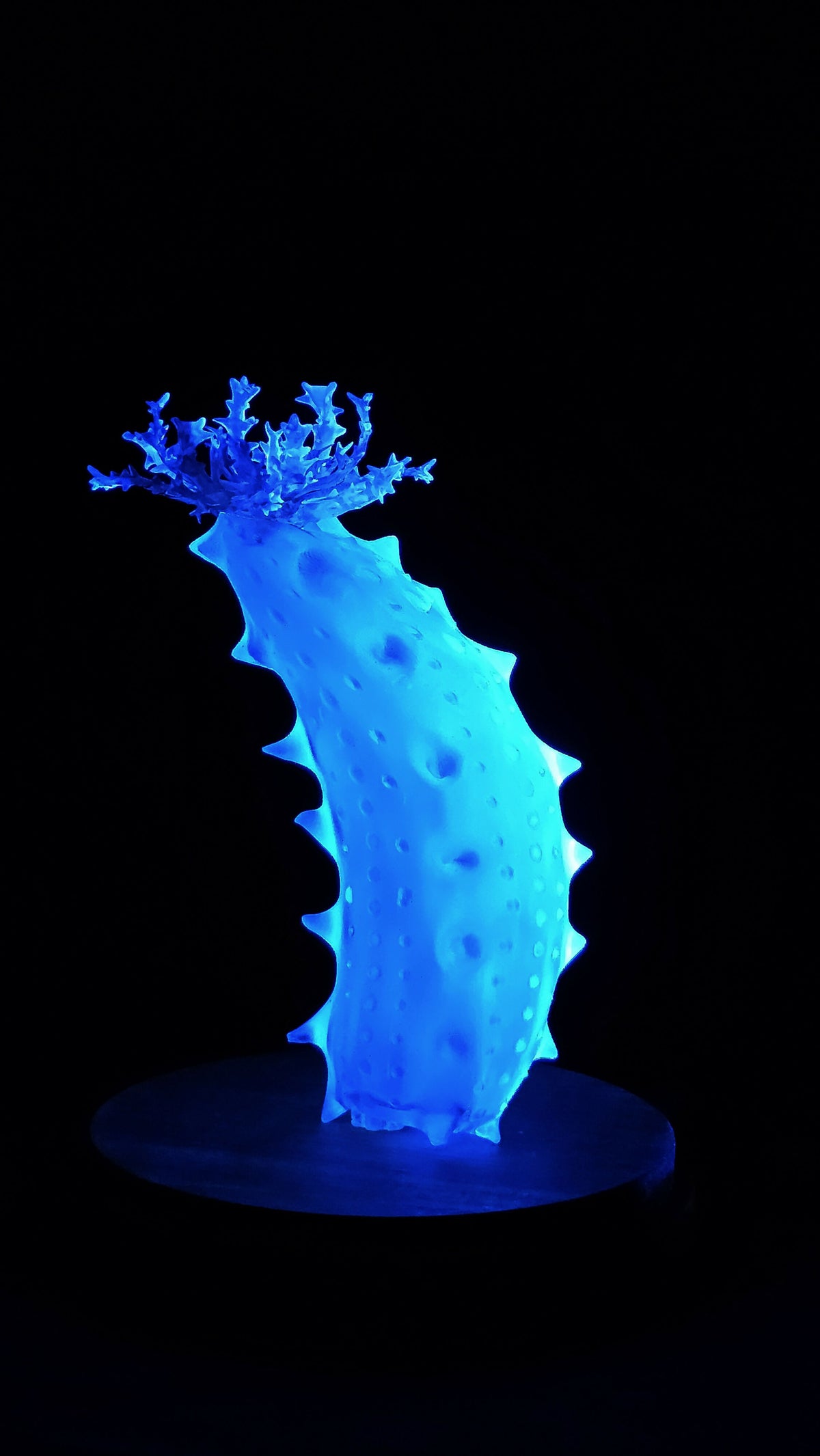 Irony Specimens: Sea Cucumber, Edition 3/3