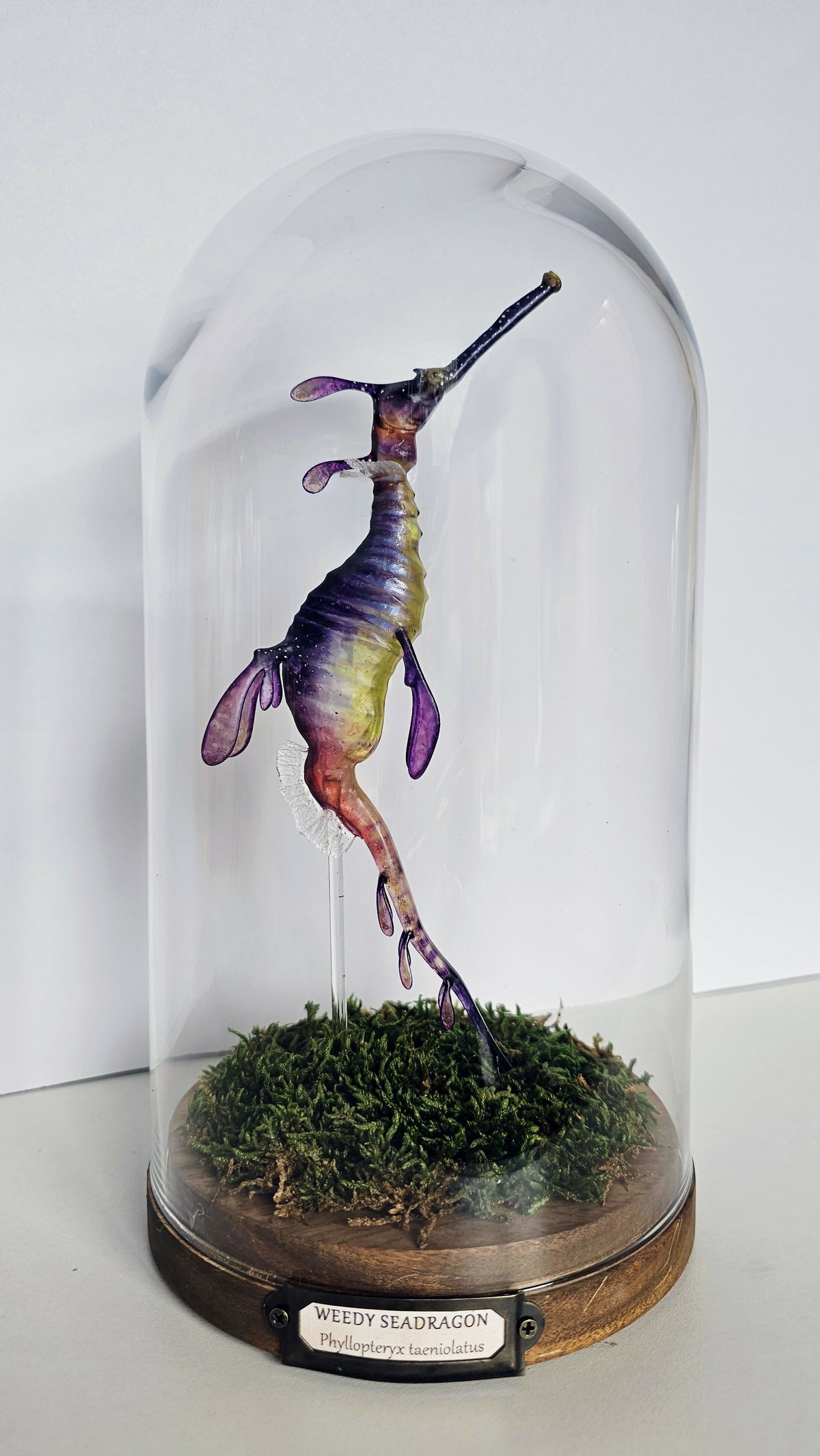 Irony Specimens: Weedy Seadragon