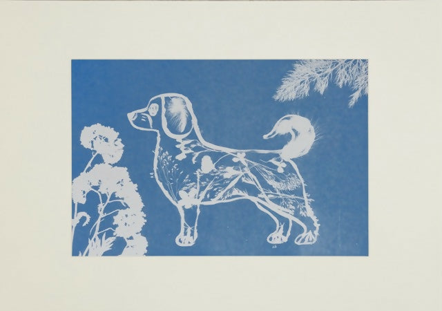 “Creatures of Sunlight” – Original Animal-Themed Cyanotype Artworks