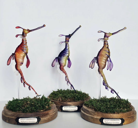 Irony Specimens: Weedy Seadragon