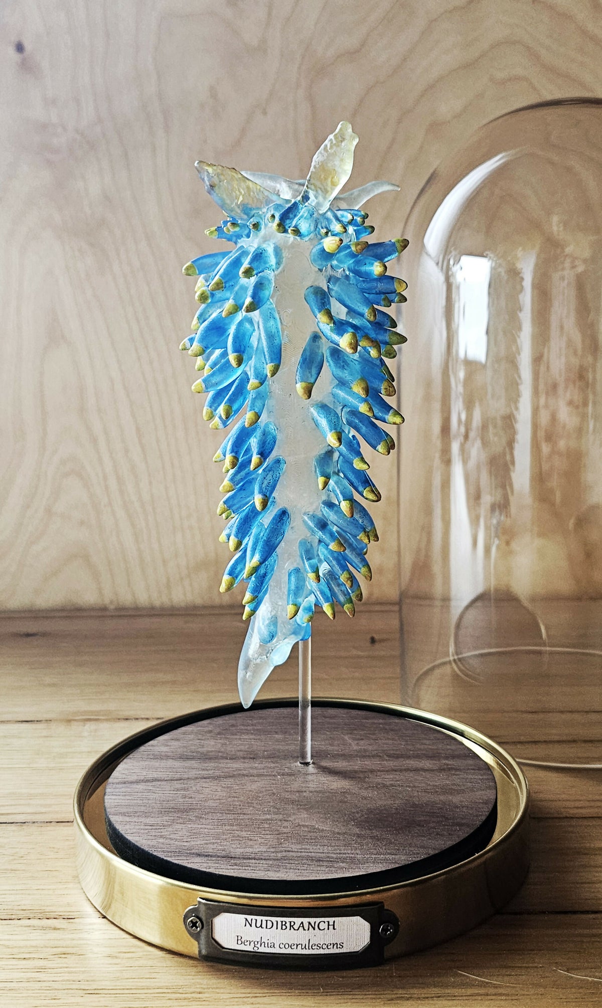 Irony Specimen: Nudibranch Berghia, Edition 2/3