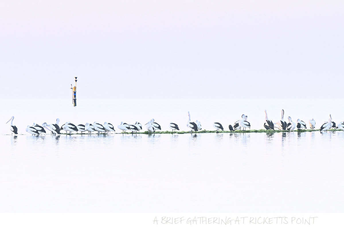 A Brief Gathering at Ricketts Point