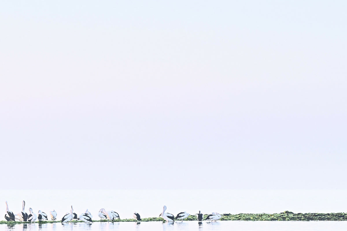 A Brief Gathering at Ricketts Point