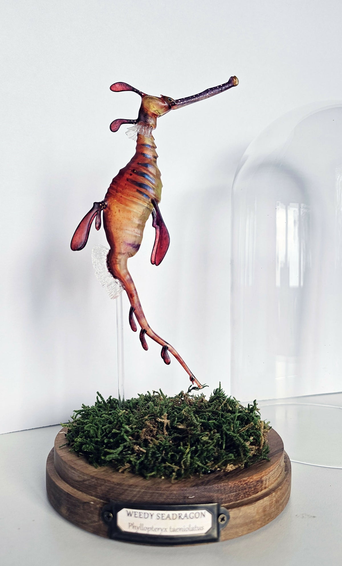 Irony Specimens: Weedy Seadragon