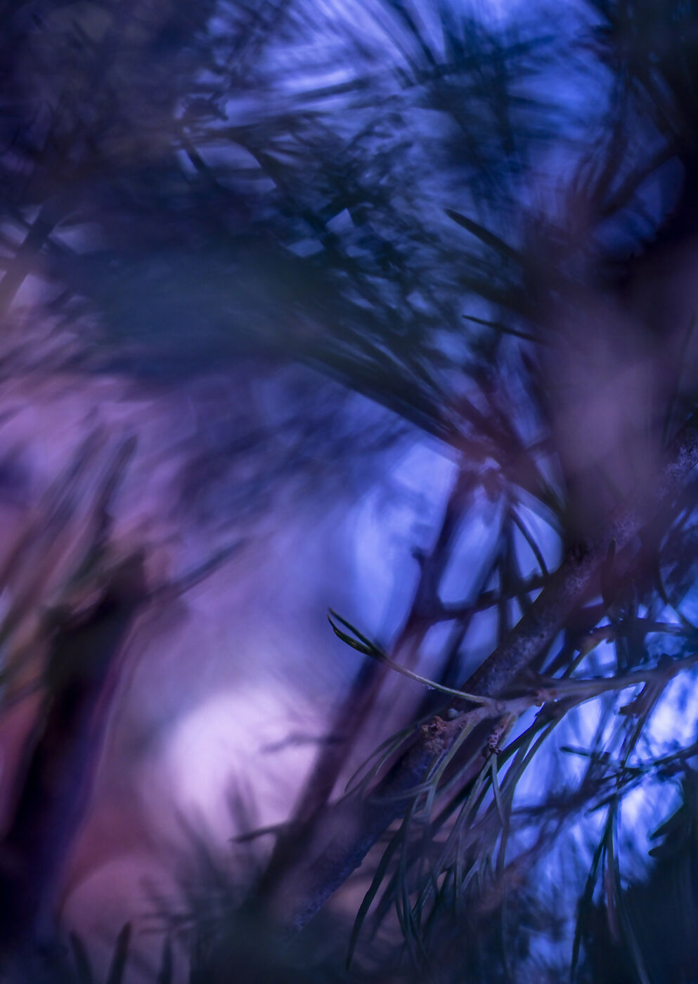 The Lightness of being a Leaf 02