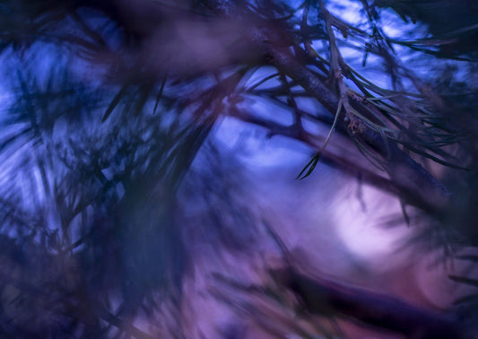 The Lightness of being a Leaf 02