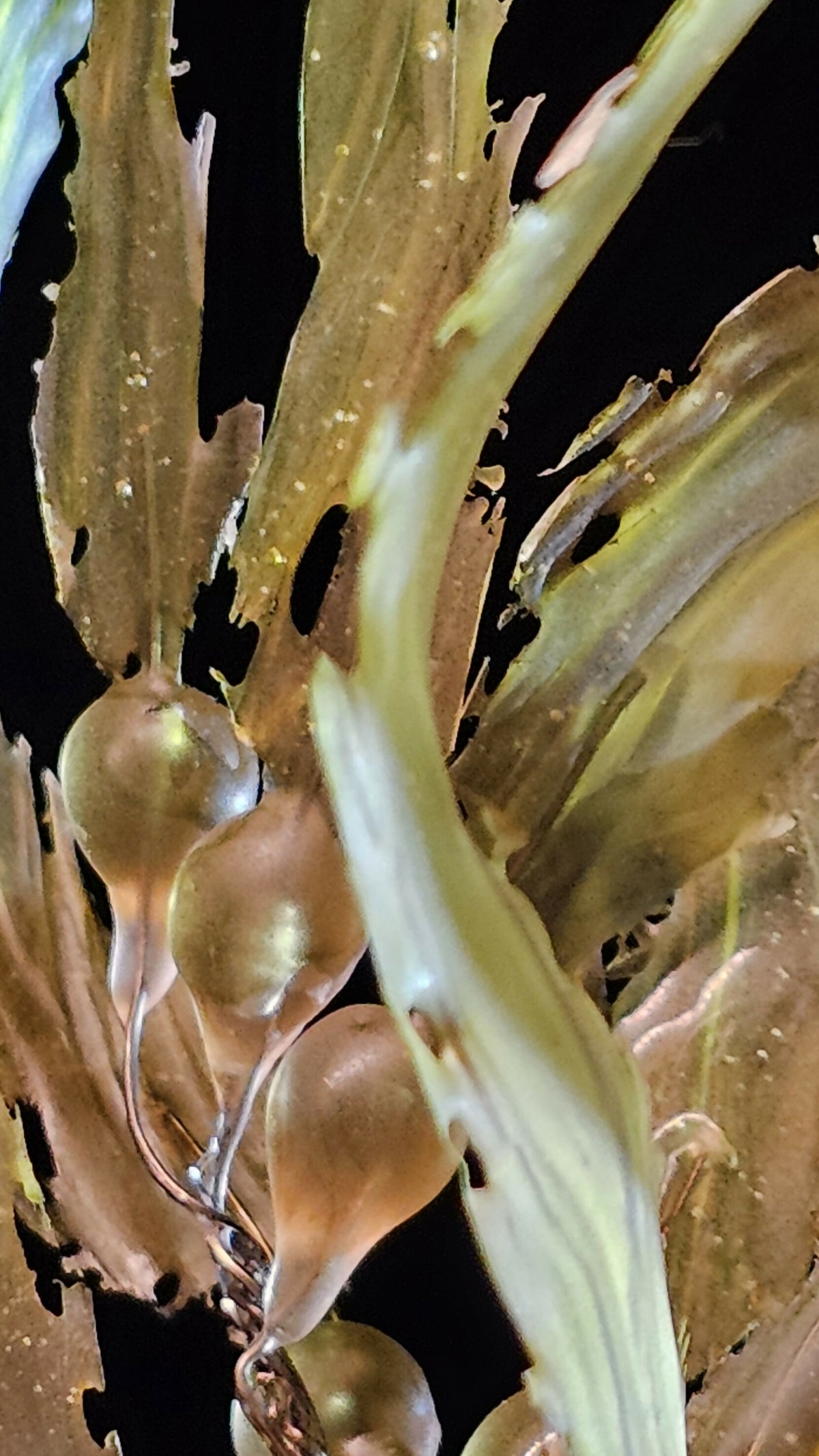 Irony Specimens: Giant Sea Kelp, Edition 5/5