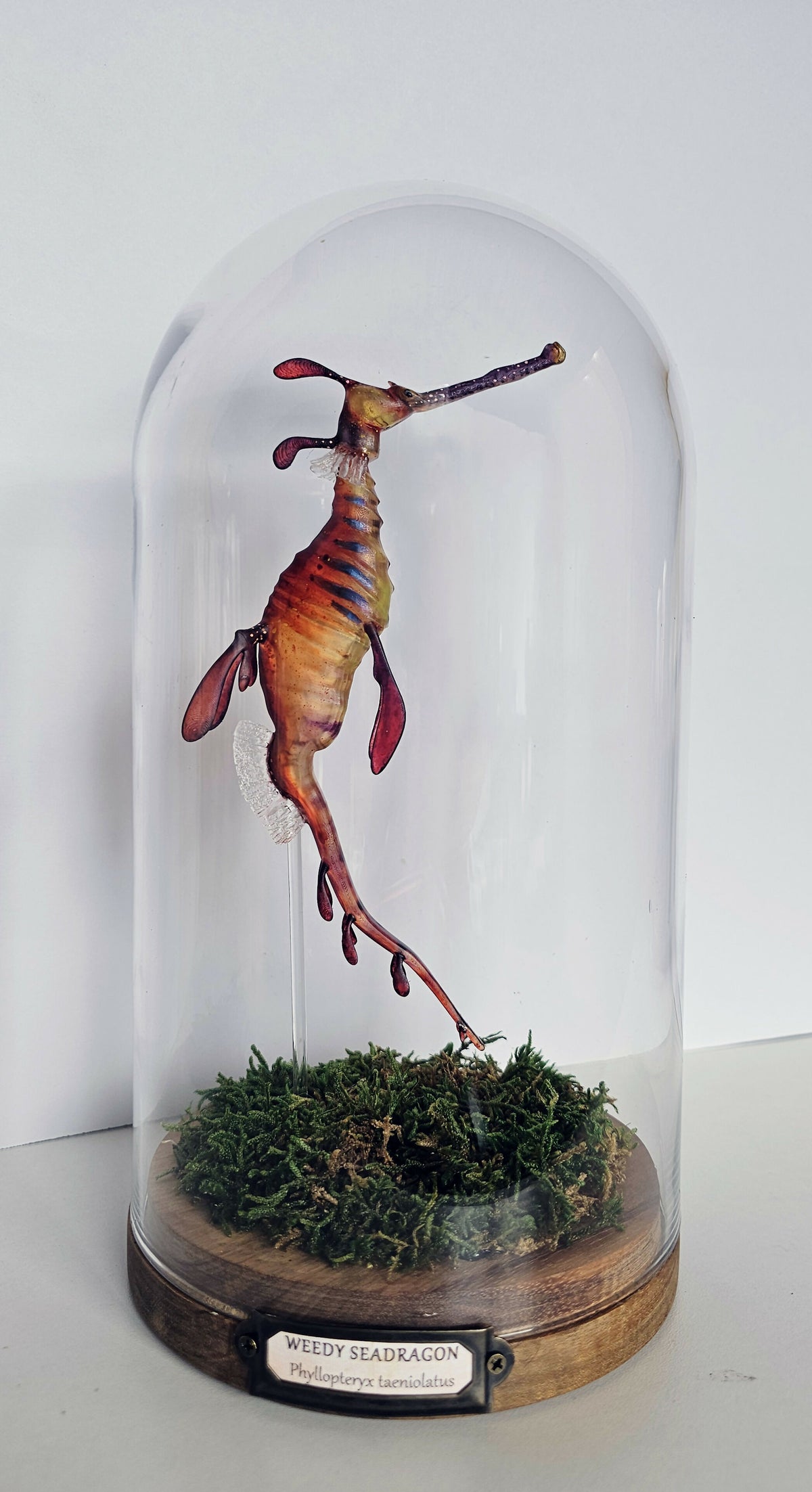 Irony Specimens: Weedy Seadragon