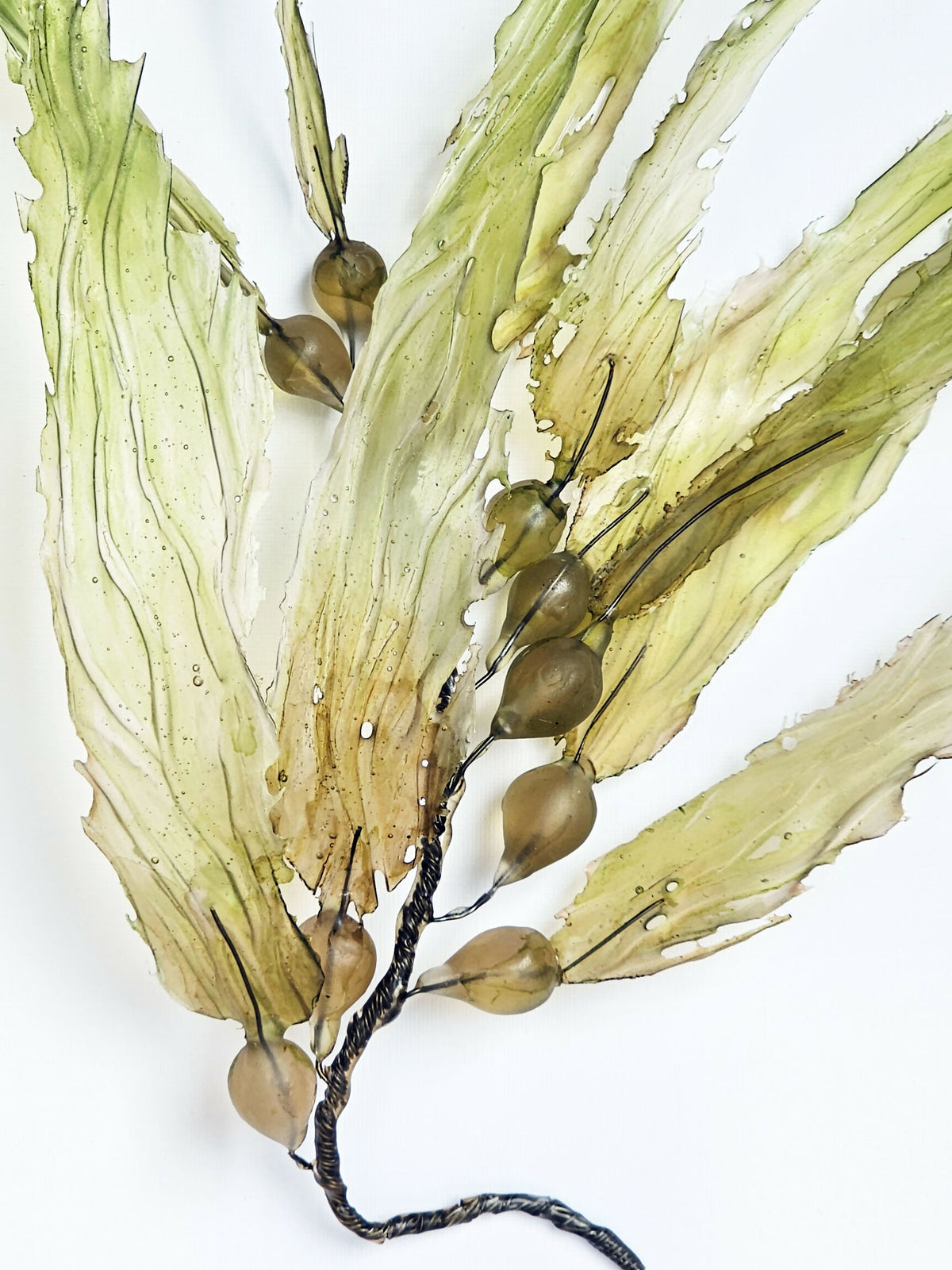 Irony Specimens: Giant Sea Kelp, Edition 5/5