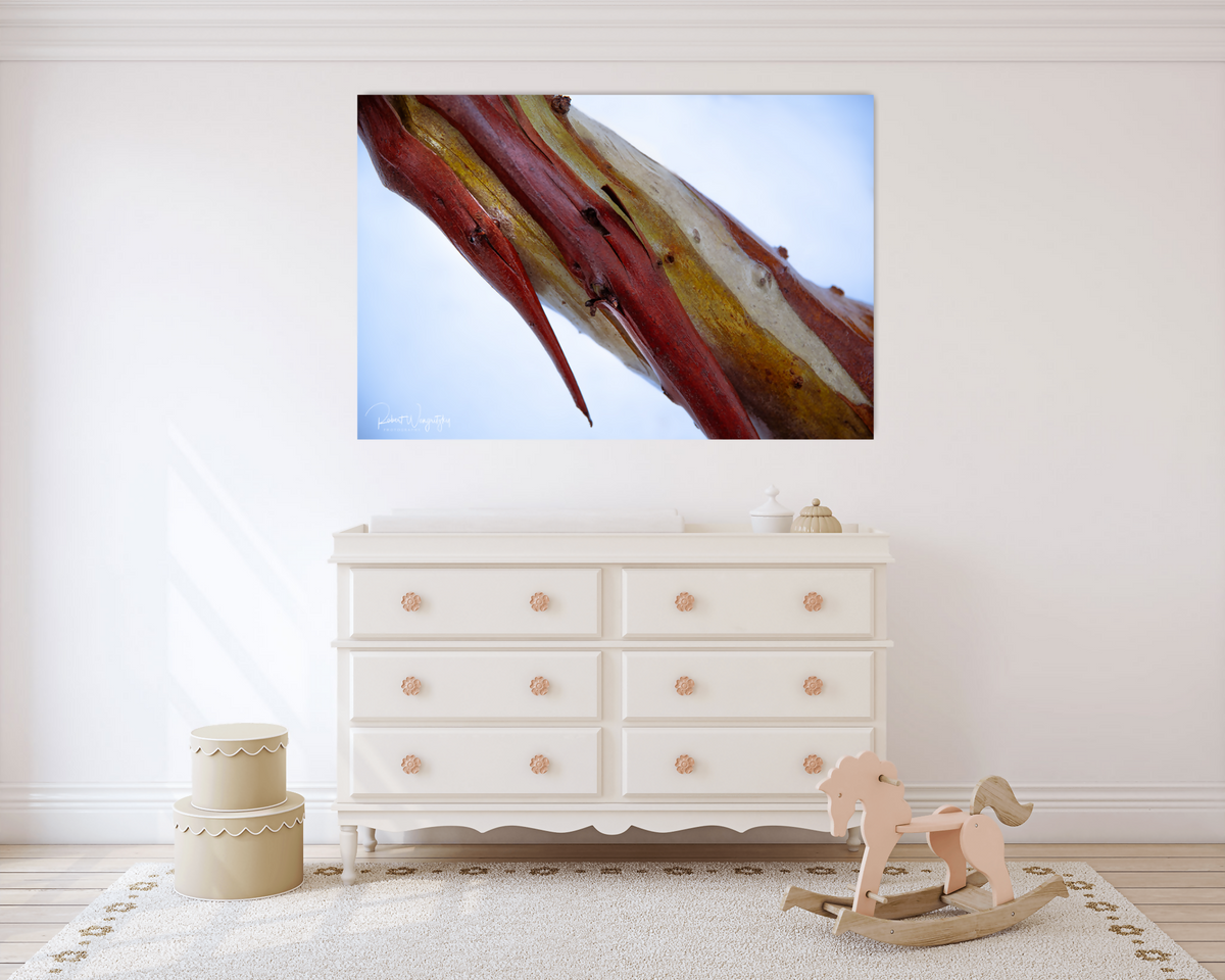 Snowgum