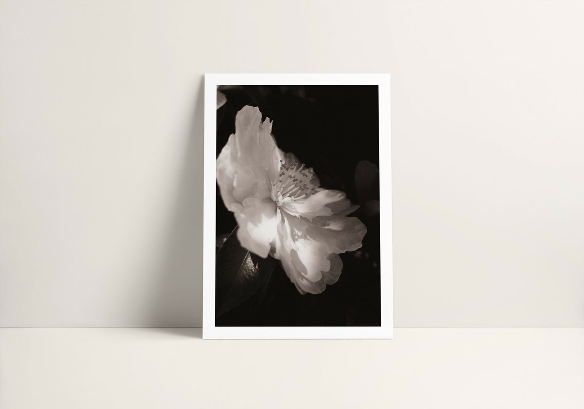 A3 Photography Print