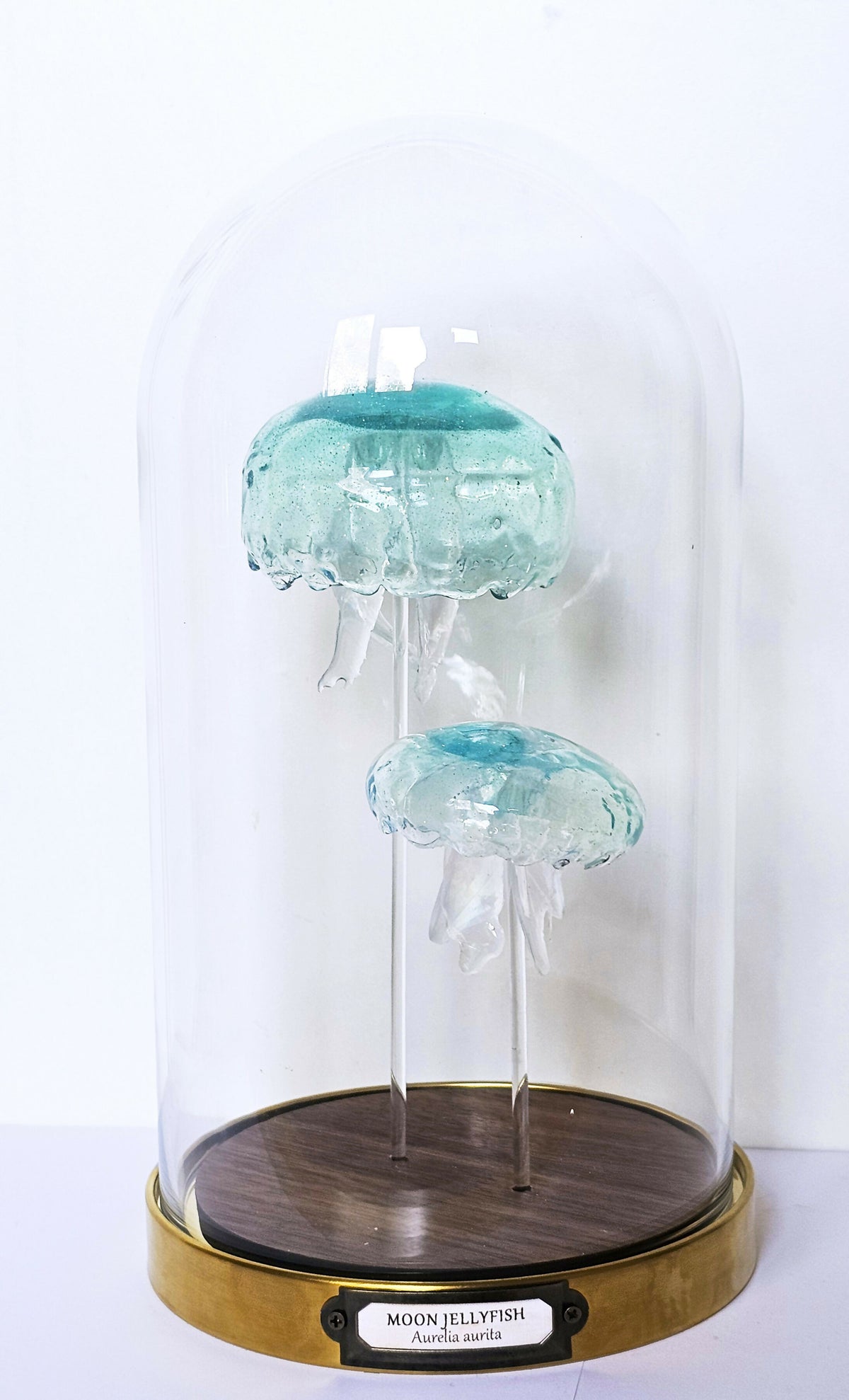 Irony Specimens: Moon Jellyfish, Edition 5/8