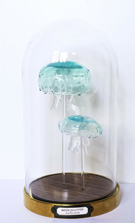 Irony Specimens: Moon Jellyfish, Edition 5/8