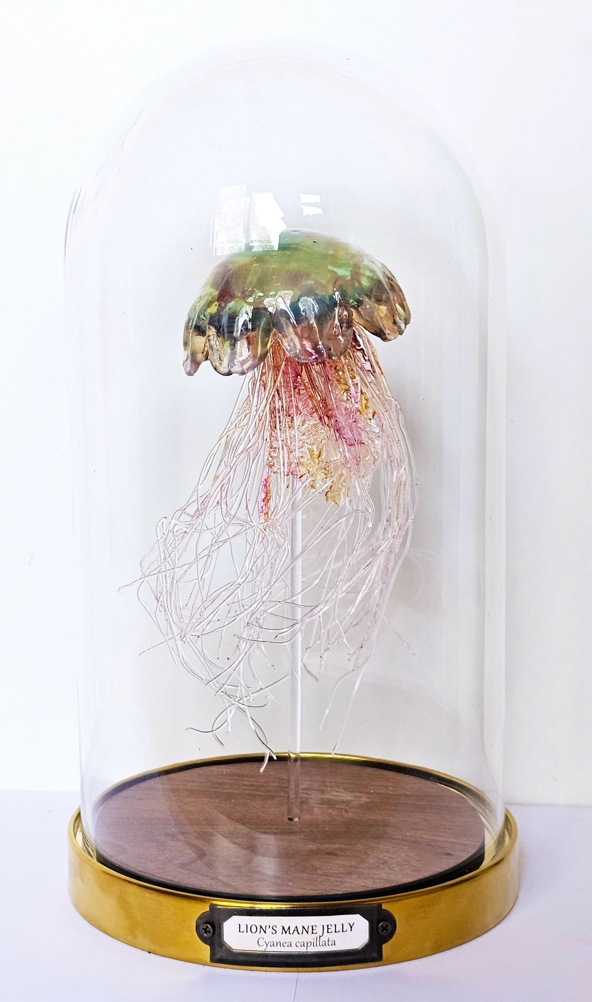 Irony Specimens: Lion's Mane Jellyfish, Edition 8/8